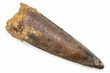 Fossil Spinosaurus Tooth - Real Fossil Tooth #372865-1